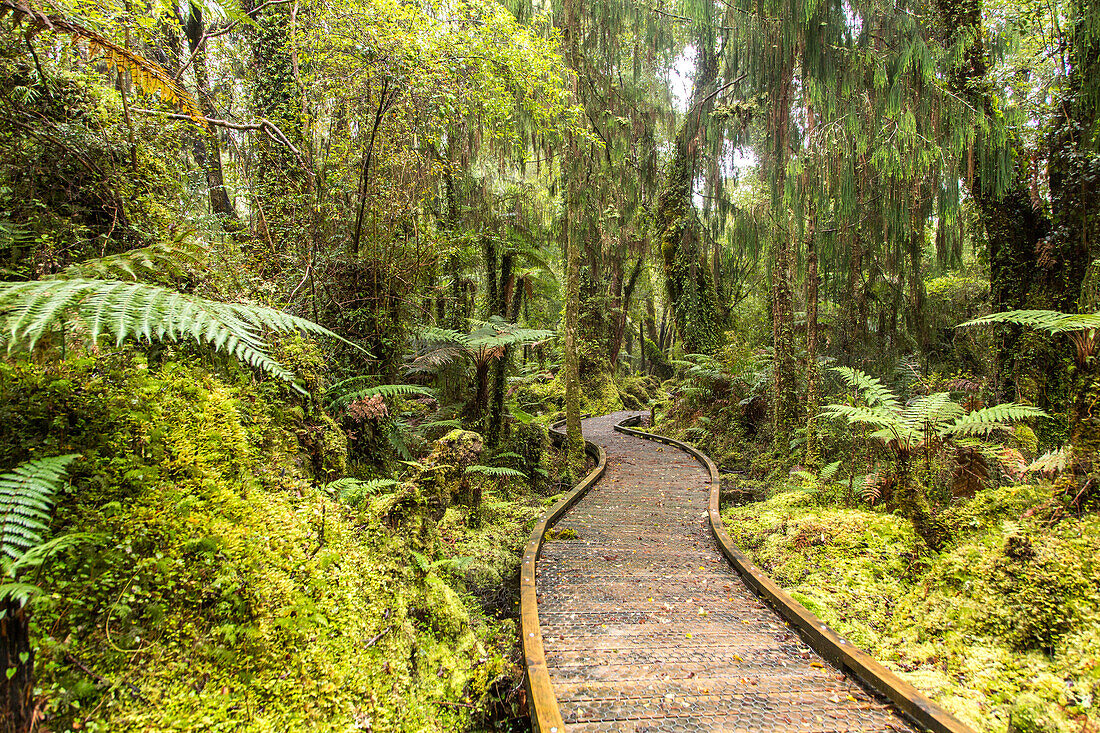 Kahikitea swamp forest walk, Regenwald, Wanderweg, Steg durch Sumpfwald, bewaldet, grün, Baumfarne, Niemand, Ship Creek, Südinsel, Neuseeland