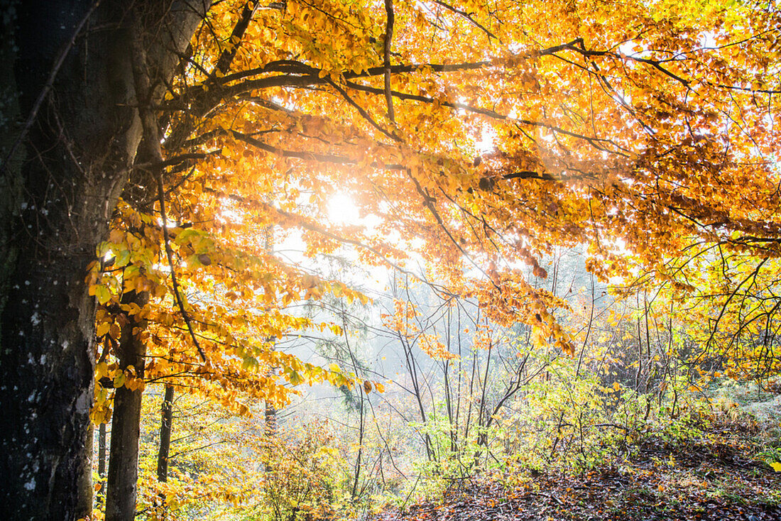 Forest on a wonderful autumn day, Allgaeu, Bavaria, Germany