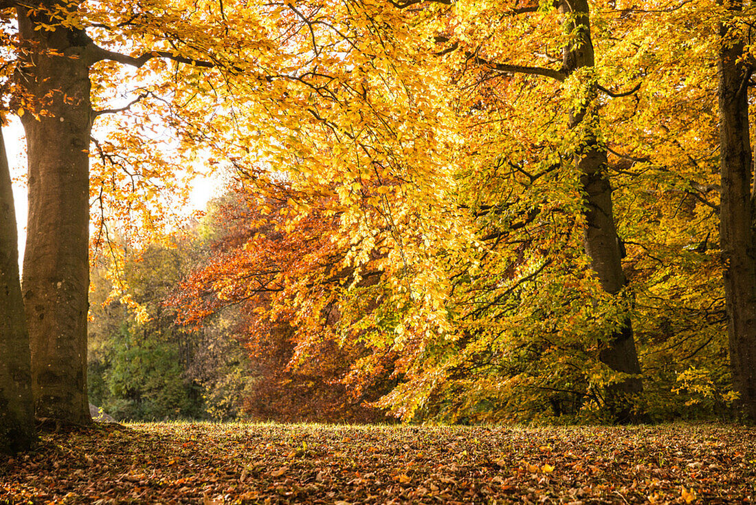 Wald an einem wunderschönen Herbsttag, Allgäu, Bayern, Deutschland