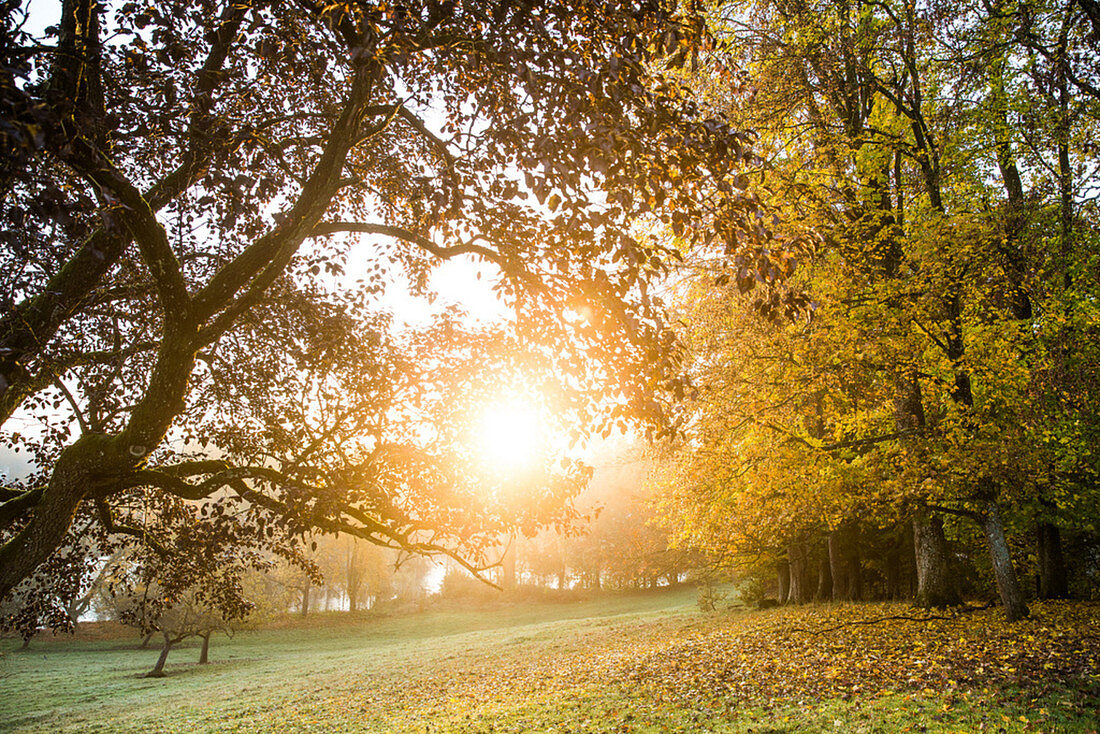 Meadow with trees on an autumn day, Allgaeu, Bavaria, Germany