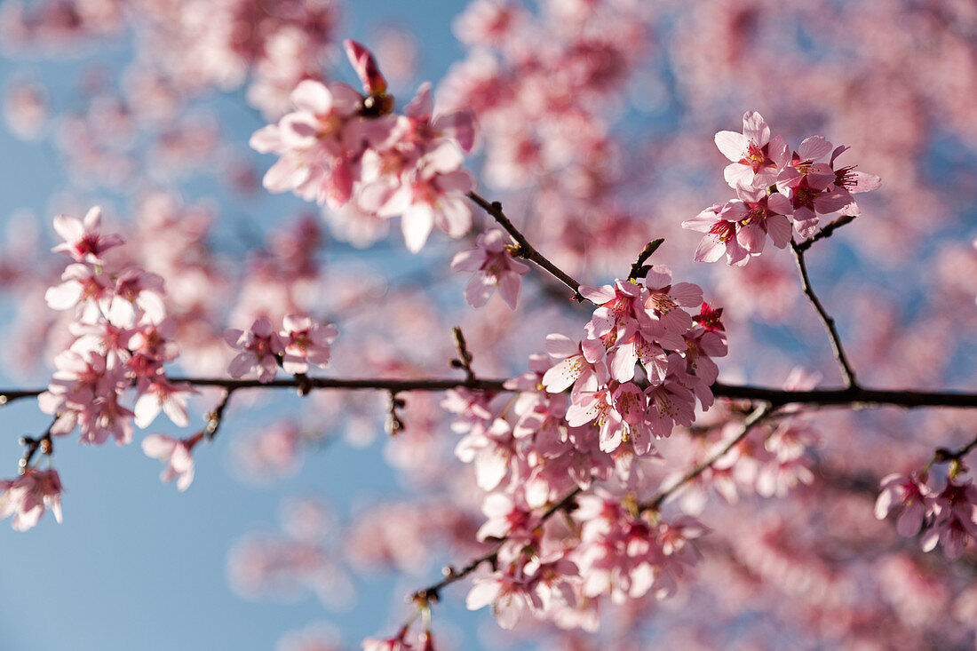 Pink Cherry Blossoms in Bloom