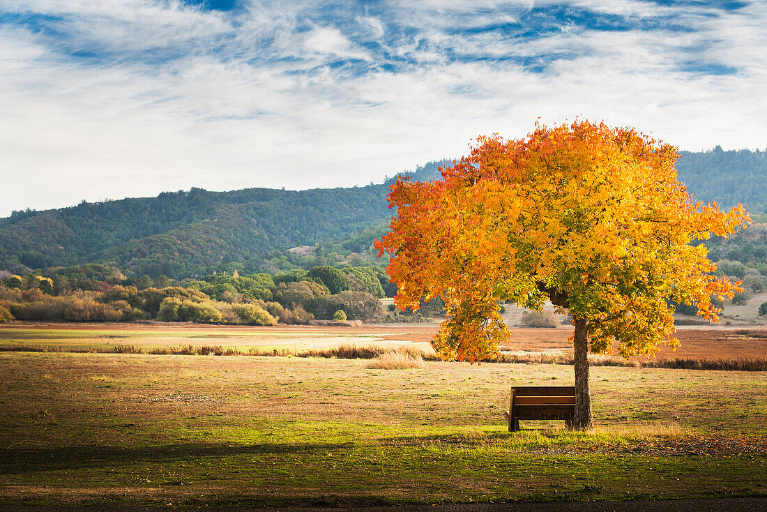 Bench under autumn tree in field