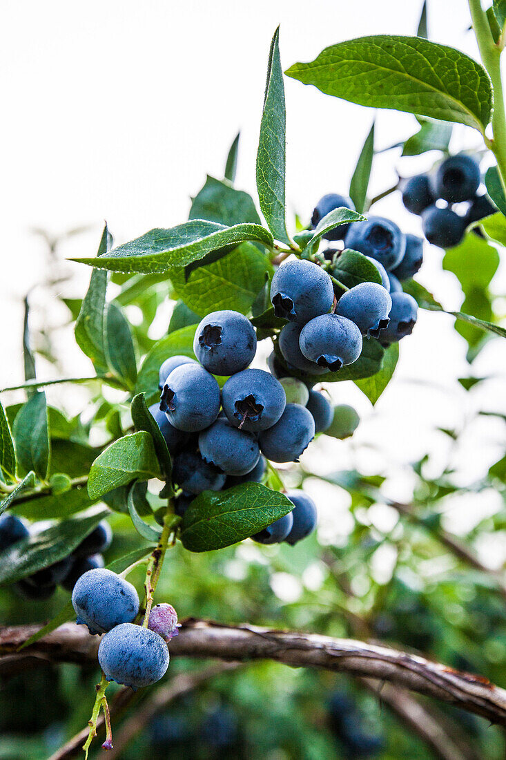 Blueberry bush