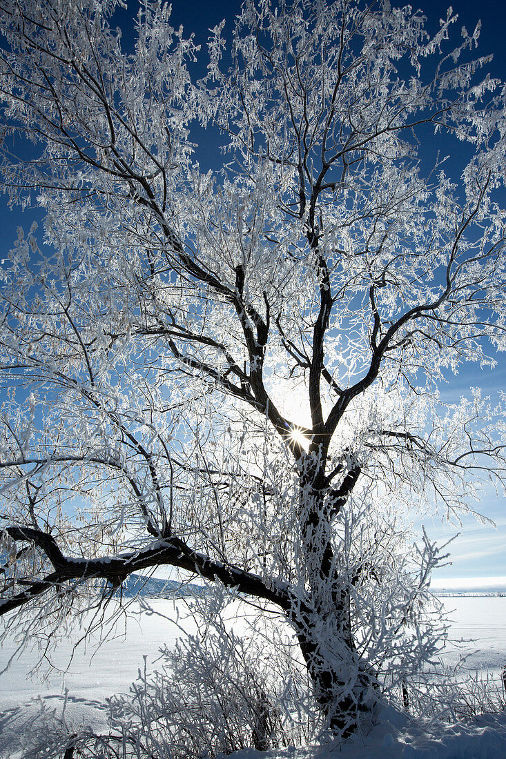 Sunshine through snowy tree in remote landscape