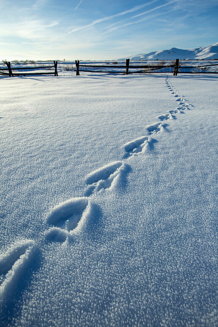 Footprints in snowy farm field
