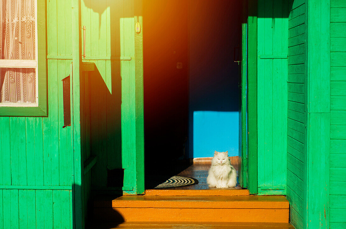 Cat sitting in sunny green doorway