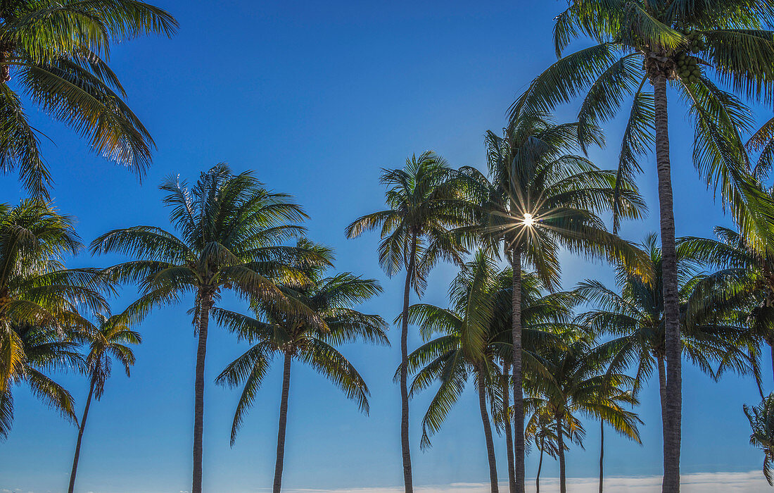 Sun shining through palm trees