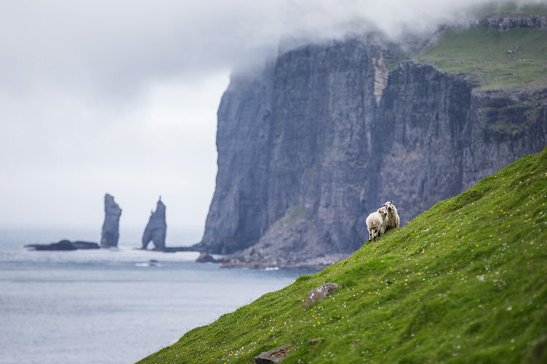 Sheeps on a green steep hillside, Faeroe Islands