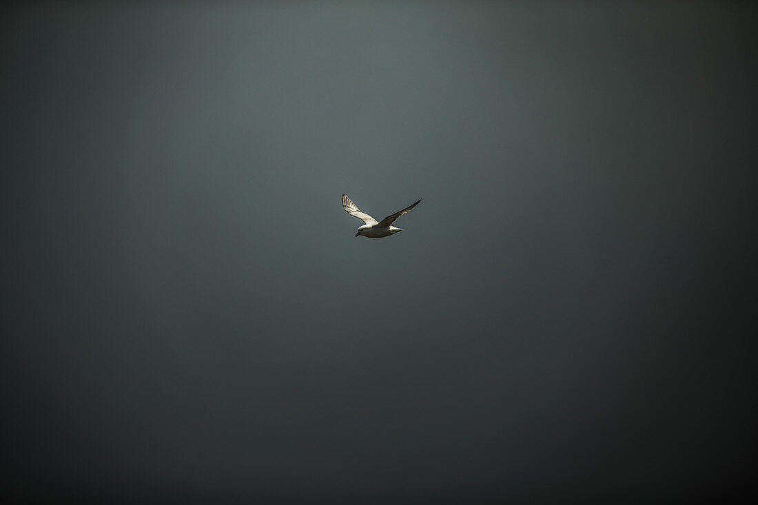 Fyling seagull, Faeroe Islands