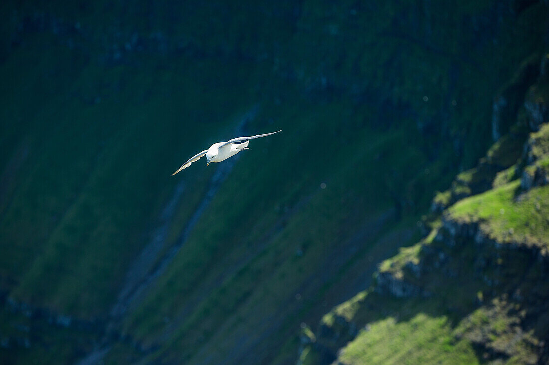 Fyling seagull, Faeroe Islands