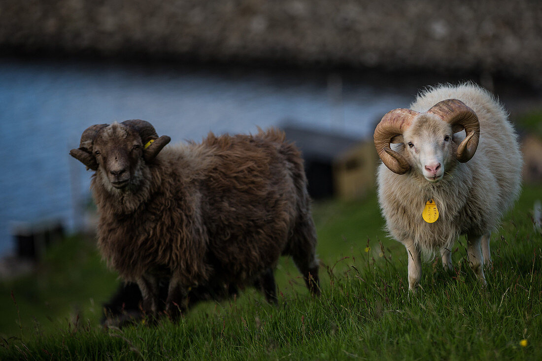 Sheeps on a field, Faeroe Islands