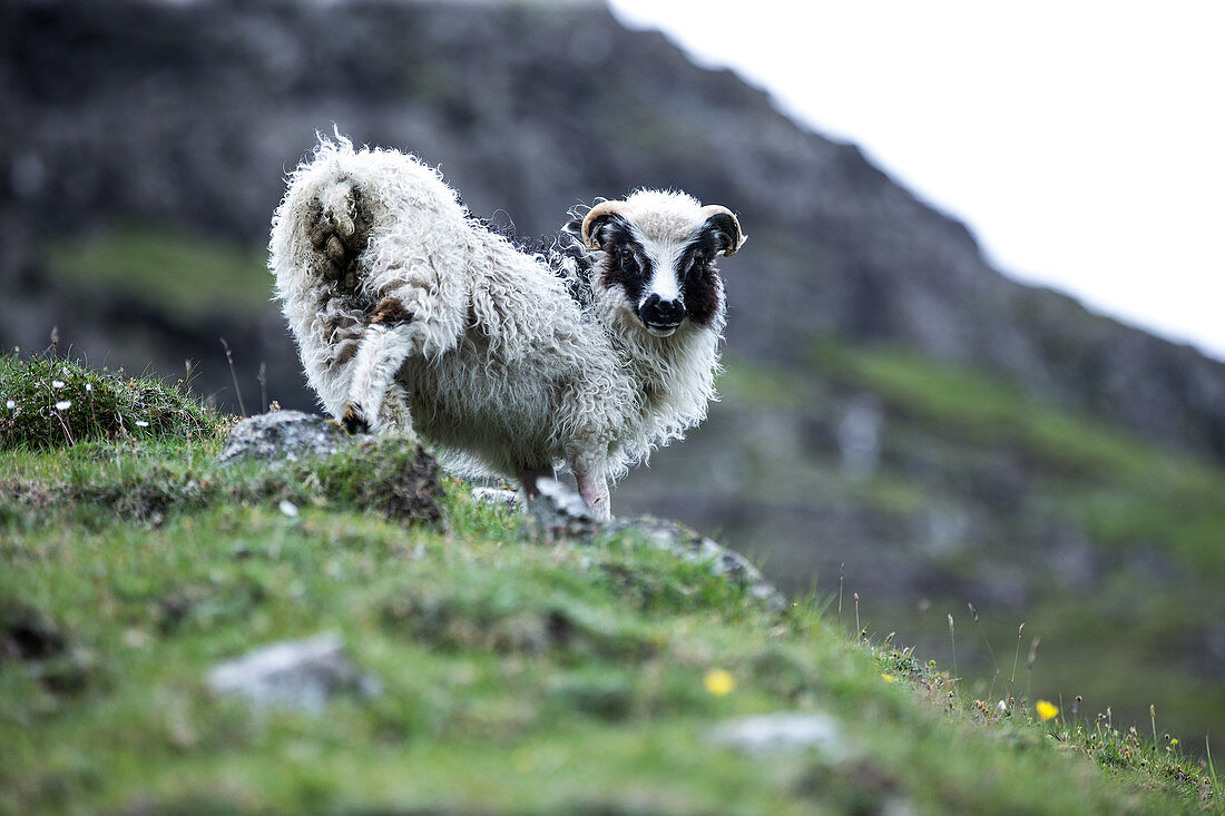 Little sheep in the mountains, Faeroe Islands