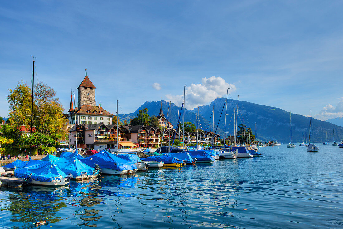 Spiez castle at Lake Thun, Thun, Canton Berne, Switzerland