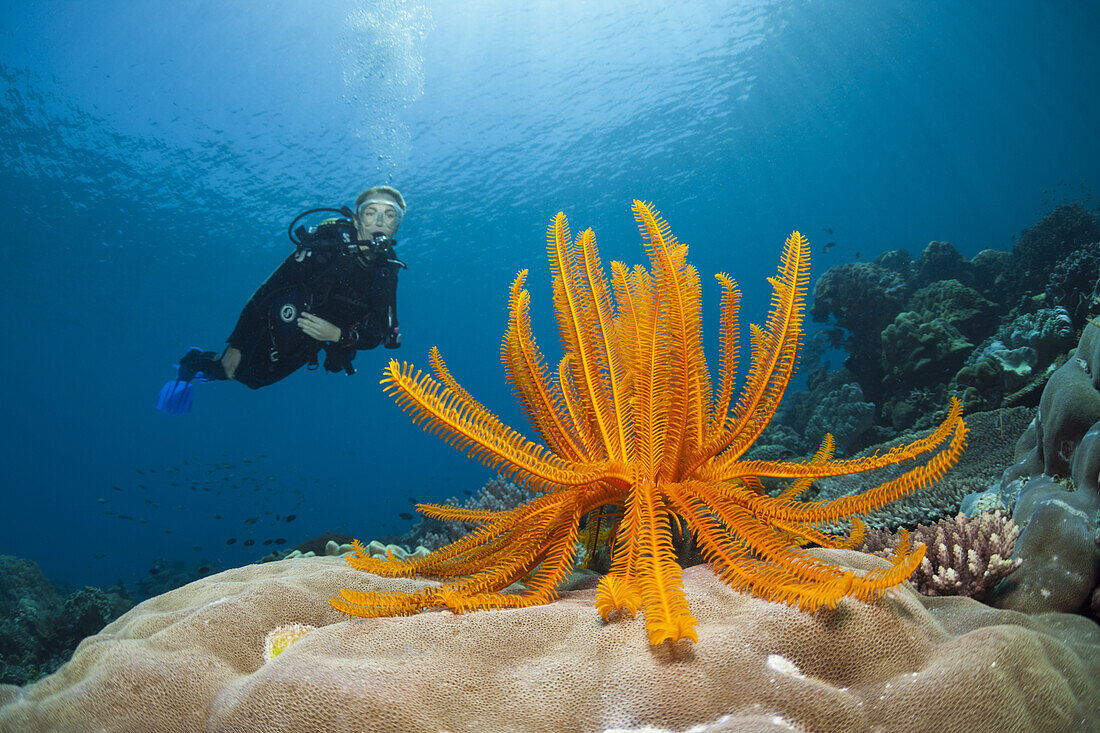 Crinoid in Coral Reef, Comanthina schlegeli, Ambon, Moluccas, Indonesia