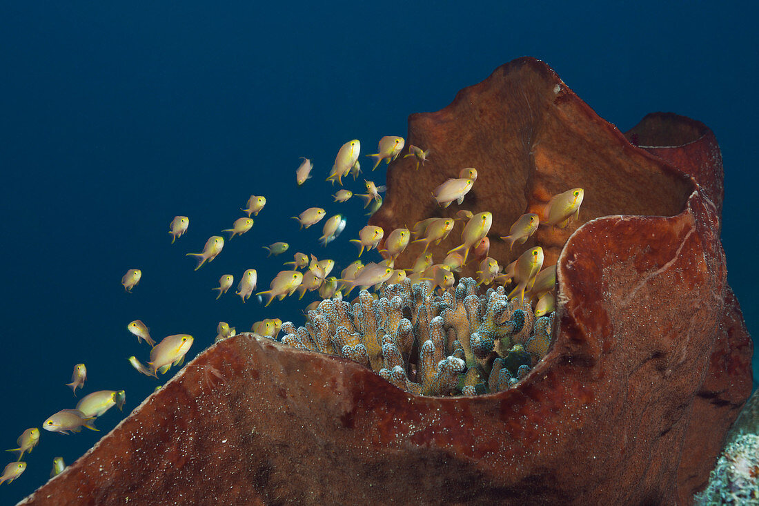 Gruene Fahnenbarsche am Korallenriff, Pseudanthias huchtii, Ambon, Molukken, Indonesien
