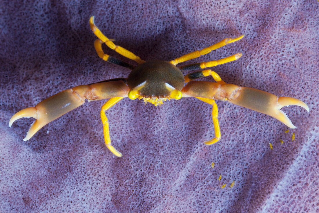 Coral Crab, Trapezia sp., Ambon, Moluccas, Indonesia