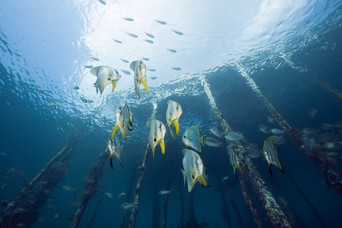 Longfin Batfish under Aborek Jetty, Platax teira, Raja Ampat, West Papua, Indonesia