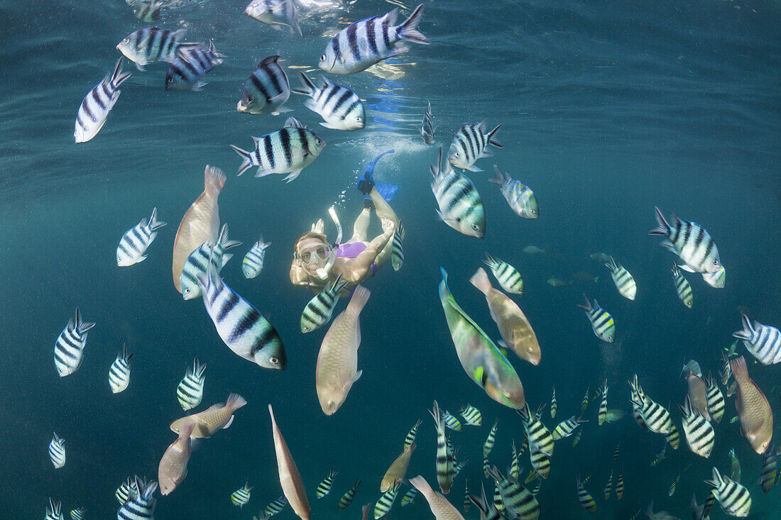 Sergantfische und Schnorchlerin, Abudefduf sexfasciatus, Raja Ampat, West Papua, Indonesien