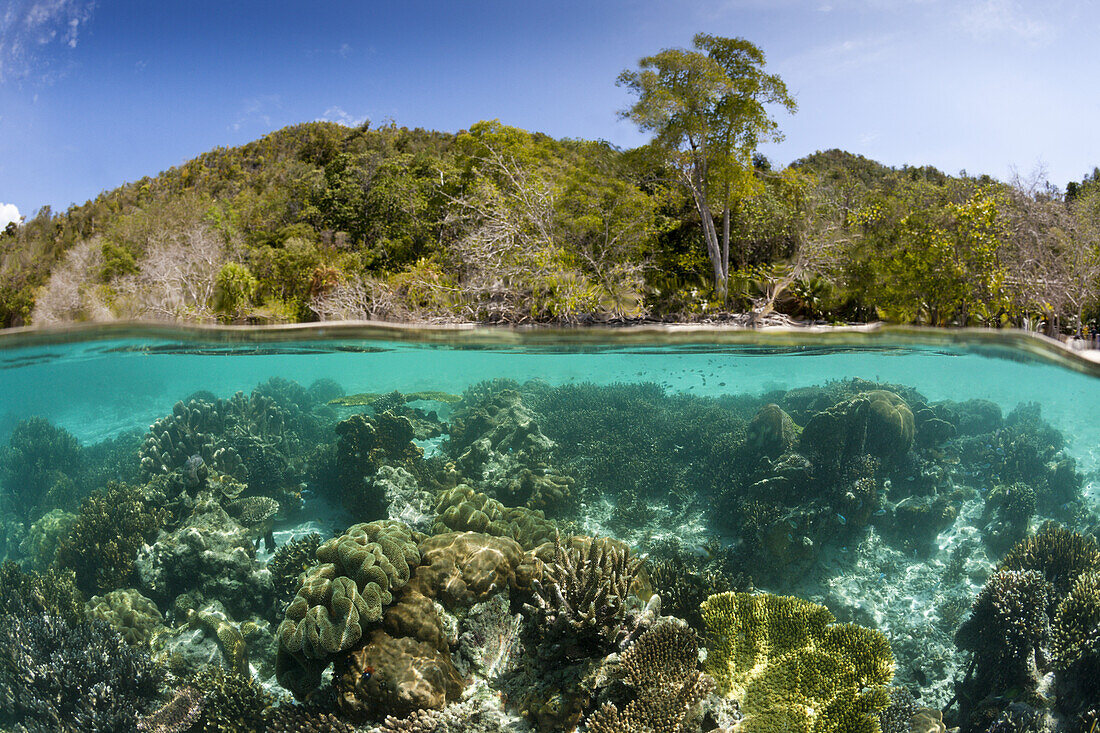 Corals in shallow Water, Raja Ampat, West Papua, Indonesia