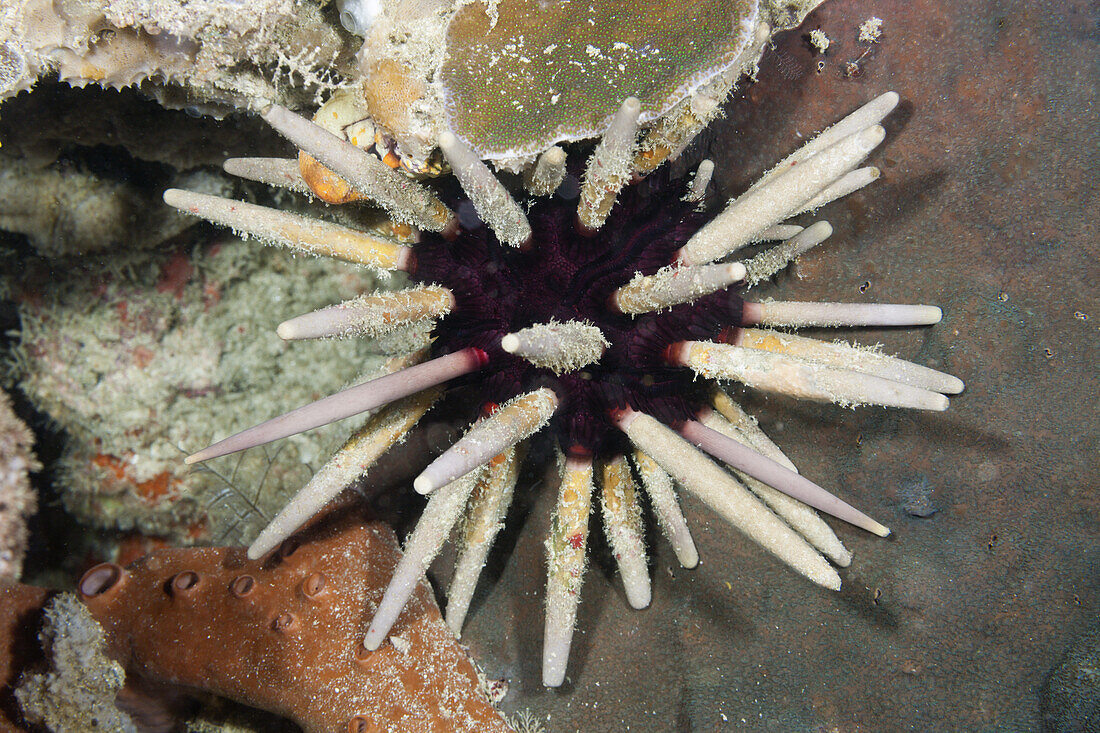 Lanzen-Seeigel, Phyllacanthus imperialis, Raja Ampat, West Papua, Indonesien