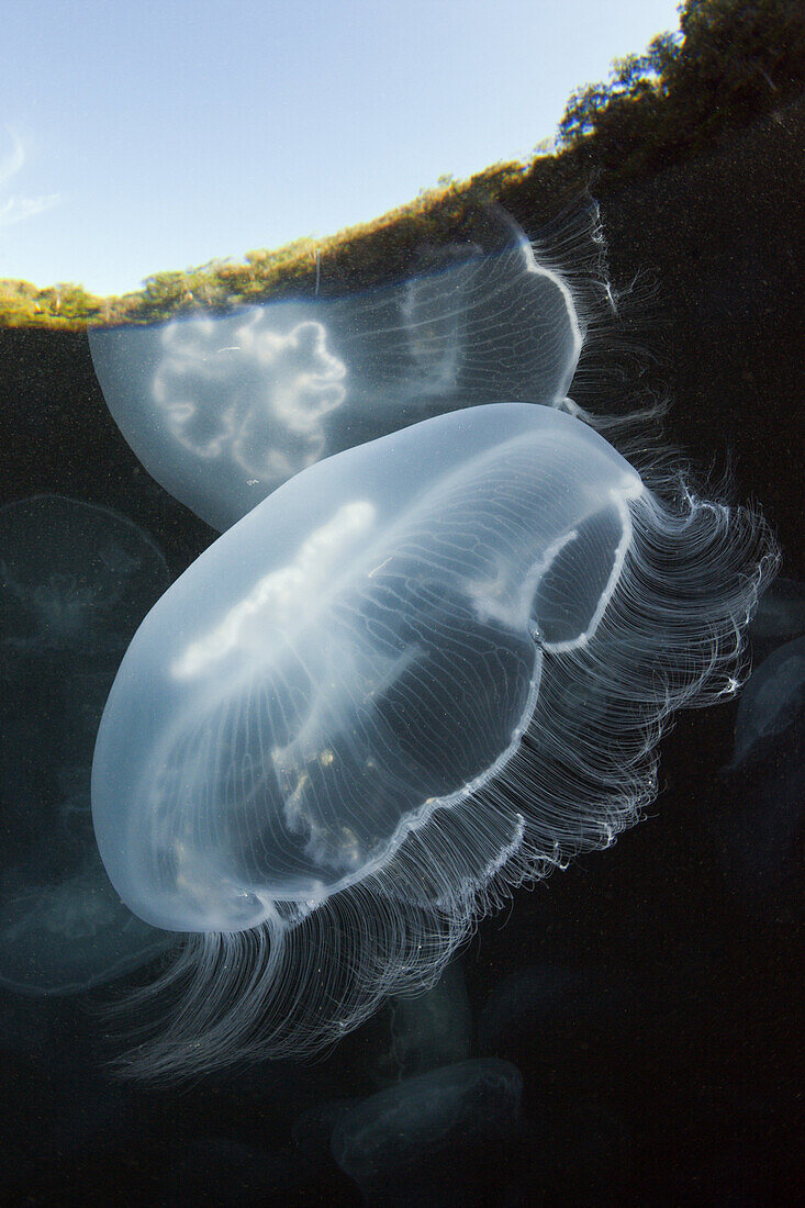 Moon Jellyfish, Aurelia aurita, Raja Ampat, West Papua, Indonesia