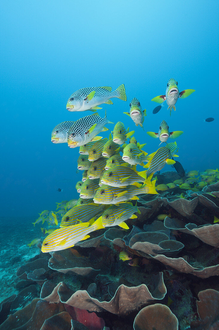 Shoal of Yellow-ribbon Sweetlips, Plectorhinchus polytaenia, Raja Ampat, West Papua, Indonesia