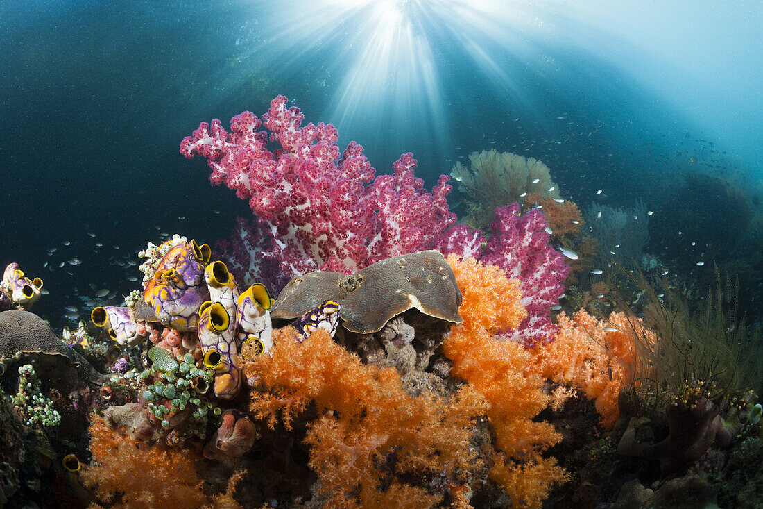 Corals growing near Mangroves, Raja Ampat, West Papua, Indonesia