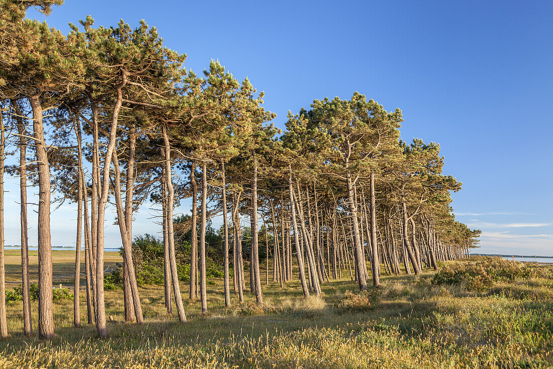 Coastal forest on the Gellen south of Neuendorf, Island Hiddensee, Baltic coast, Mecklenburg-Western Pomerania, Northern Germany, Germany, Europa