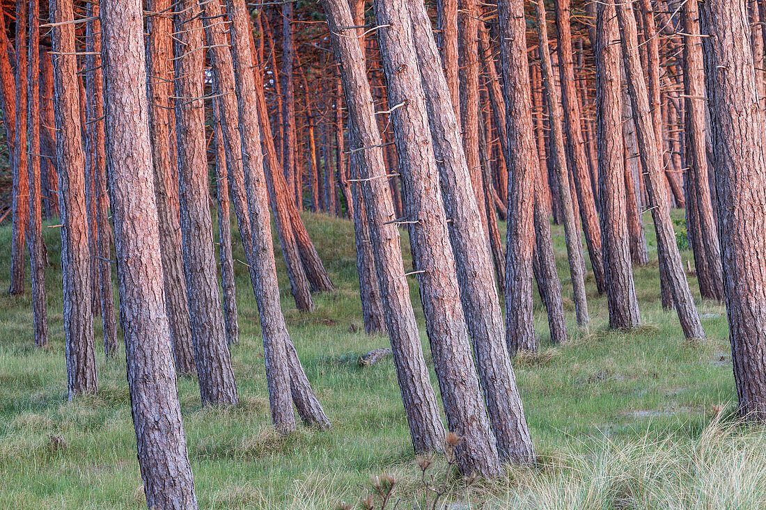 Küstenwald am Gellen, bei Neuendorf, Insel Hiddensee, Ostseeküste, Mecklenburg-Vorpommern, Norddeutschland, Deutschland, Europa