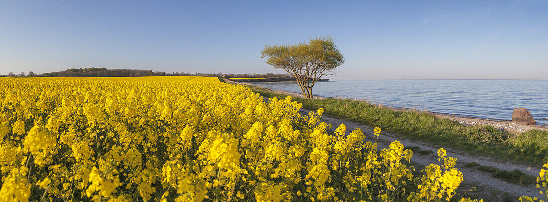 Cycle path and field of rape by the Baltic coast, Waabs, Schleswig-Holstein, Northern Germany, Germany, Europe