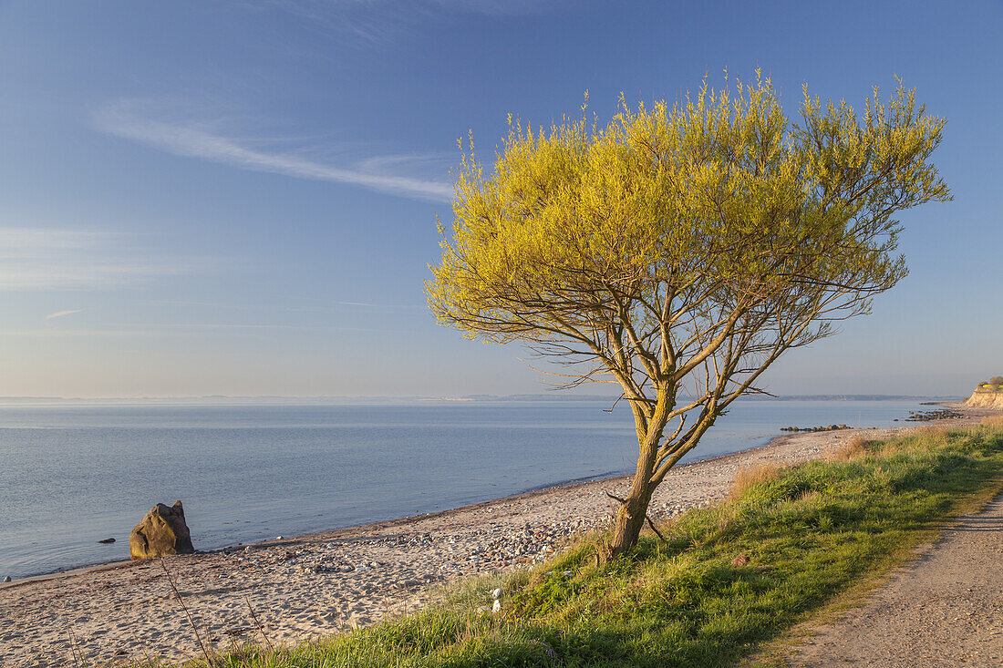 Field of rape by the Baltic coast, Waabs, Schleswig-Holstein, Northern Germany, Germany, Europe