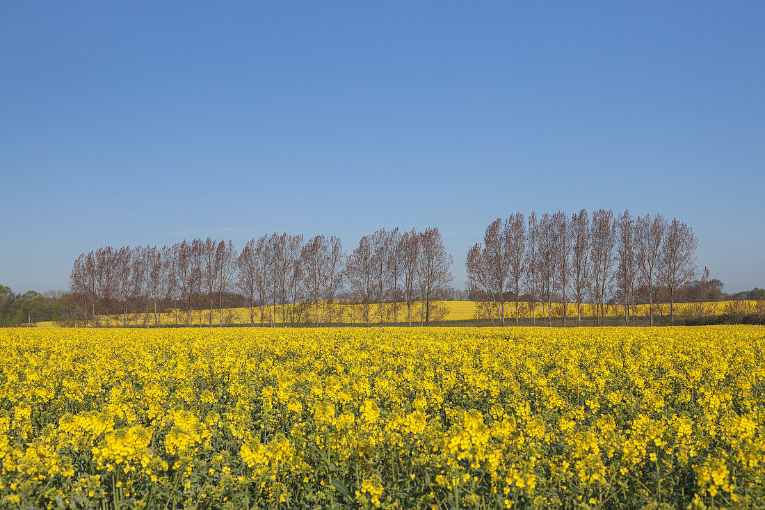 Field of rape by the Baltic coast, Waabs, Schleswig-Holstein, Northern Germany, Germany, Europe