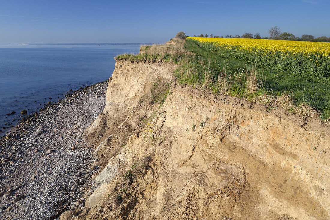 Field of rape by the Baltic coast, Waabs, Schleswig-Holstein, Northern Germany, Germany, Europe