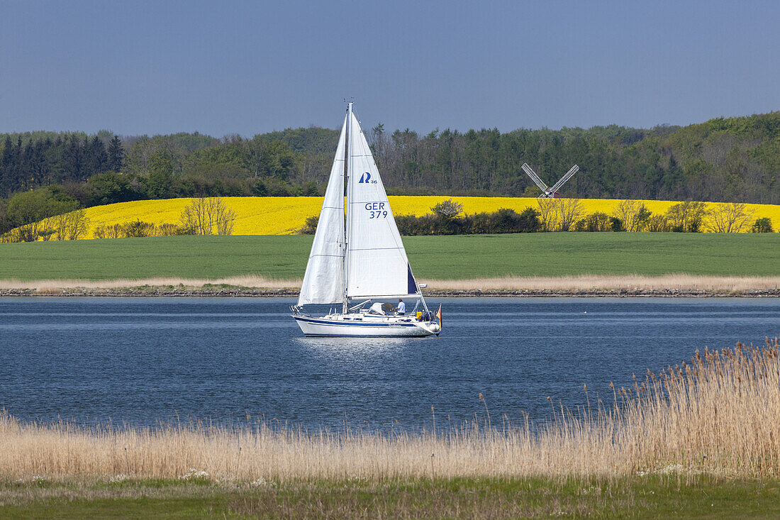 Segelboote auf der Schlei zur Rapsblüte, Arnis, Ostseeküste, Schleswig-Holstein, Norddeutschland, Deutschland, Europa