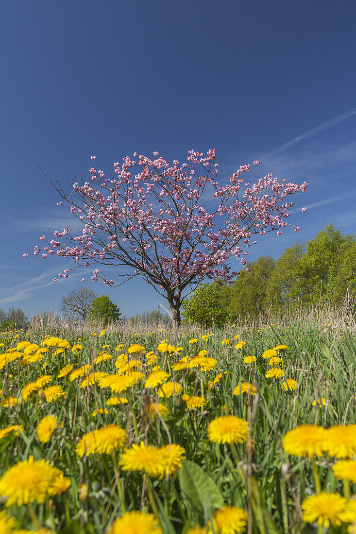 Meadow of dandelion with a blooming fruit tree, near Nieby, Baltic coast, Schleswig-Holstein, Northern Germany, Germany, Europe