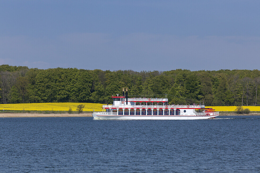 Excursion boat on the Schlei and a field of rape, Sieseby, Winnemark, Baltic coast, Schleswig-Holstein, Northern Germany, Germany, Europe