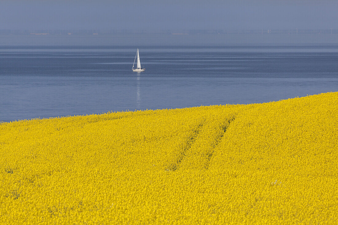 Field of rape and sailing boat on the Baltic Sea, near Schwedeneck, Baltic coast, Schleswig-Holstein, Northern Germany, Germany, Europe