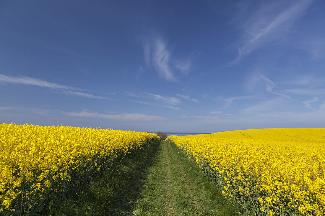 Way in a field of rape, Schwedeneck, Baltic coast, Schleswig-Holstein, Northern Germany, Germany, Europe