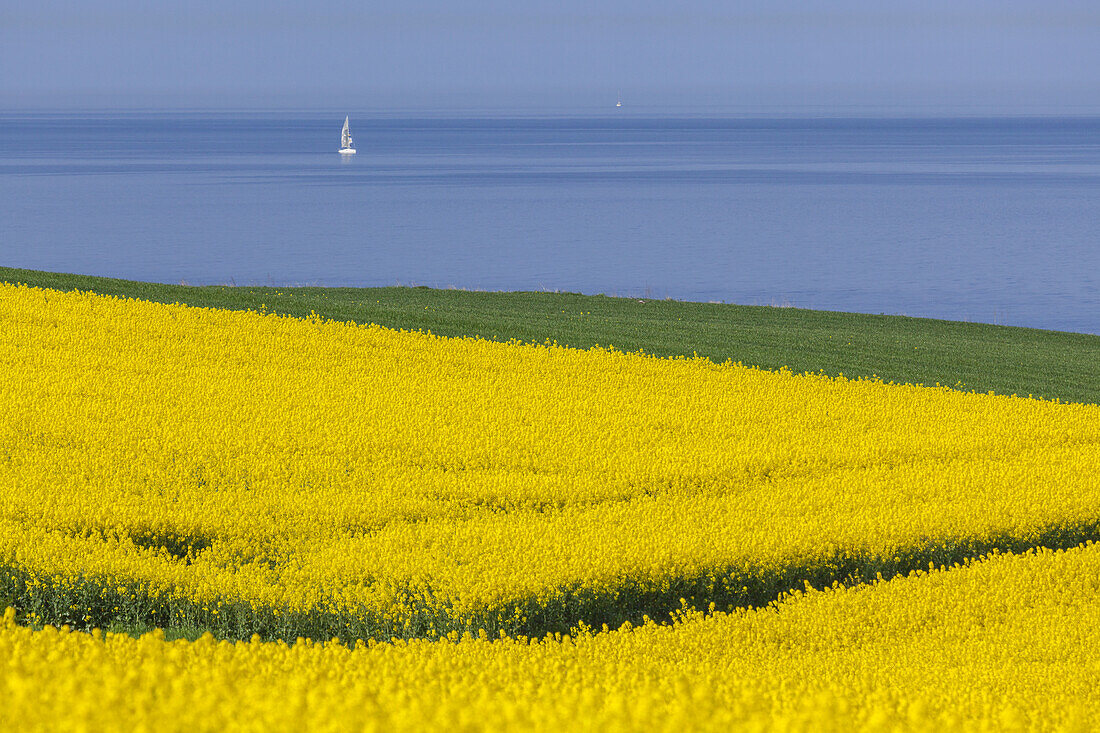 Field of rape and sailing boat on the Baltic Sea, near Schwedeneck, Baltic coast, Schleswig-Holstein, Northern Germany, Germany, Europe