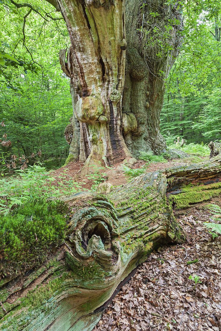 Old oak tree Frederikeneiche in primeval forest Hasbruch near Hude, Oldenburg county, Lower Saxony, Northern Germany, Germany, Europe