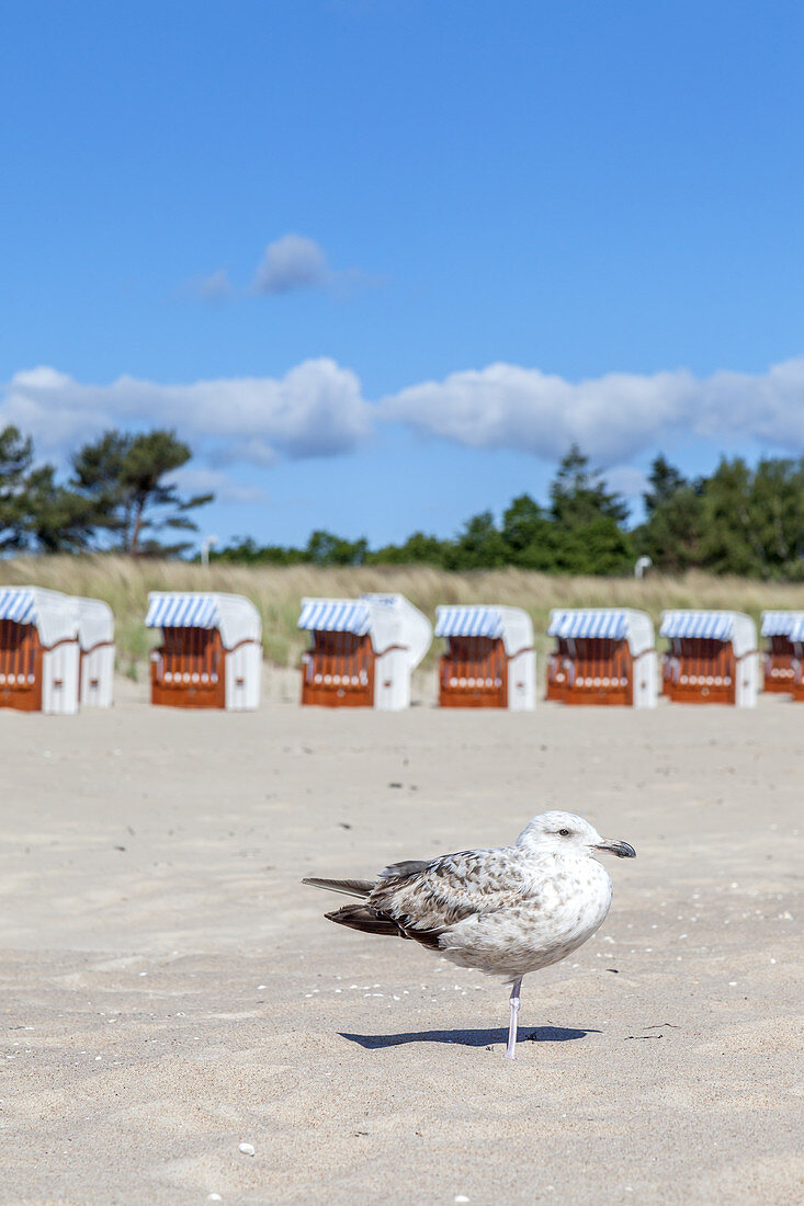 Seagull on the beach in Baltic resort Baabe, Moenchgut, Island Ruegen, Baltic Sea coast, Mecklenburg-Western Pomerania, Northern Germany, Germany, Europe