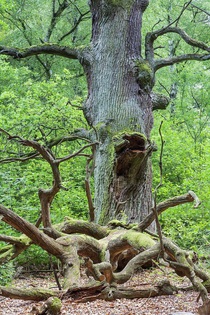 Old oak tree in primeval forest Sababurg, Reinhardswald, Hofgeismar, Hesse, Germany, Europe