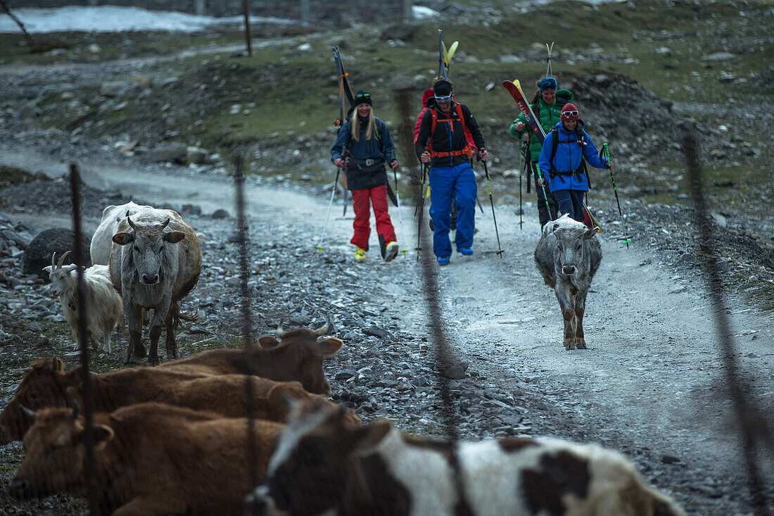 Vier junge Skifahrer laufen an einer Kuhherde vorbei, Gudauri, Mzcheta-Mtianeti, Georgien