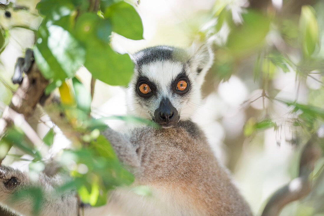 Ring-tailed lemur (Lemur catta), Isalo National Park, Ihorombe Region, Southwest Madagascar, Africa