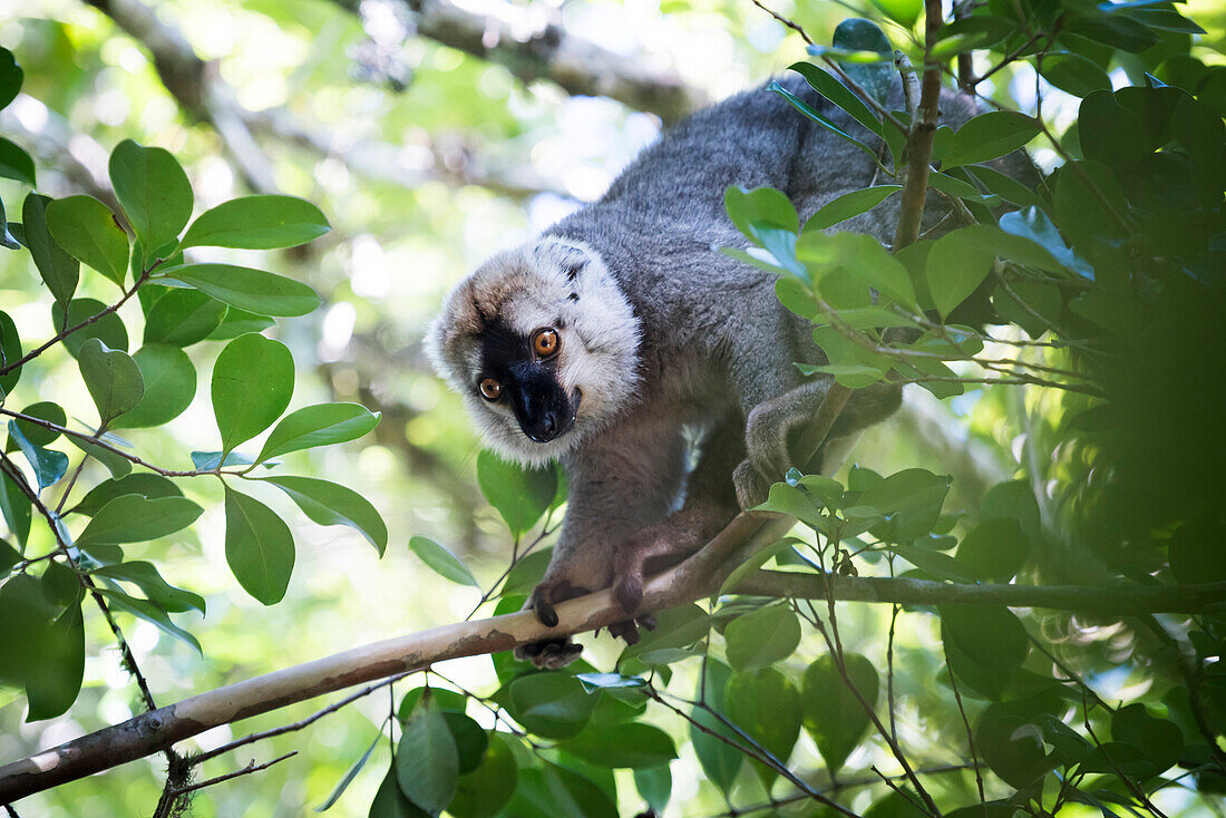 Rot-fronted brauner Lemur (Eulemur rufifrons), Ranomafana Nationalpark, Madagaskar Central Highlands, Madagaskar, Afrika