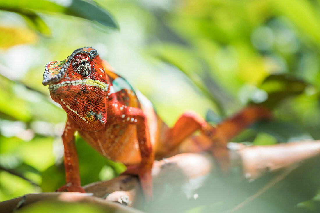 Roter Panther Chamäleon (Furcifer Pardalis), endemisch nach Madagaskar, Afrika