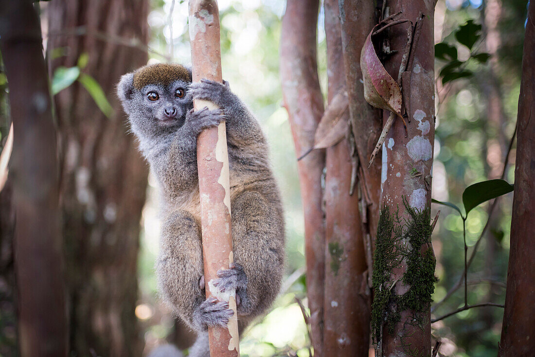 Lac Alaotra bamboo lemur (Hapalemur alaotrensis), Lemur Island, Andasibe, Eastern Madagascar, Africa