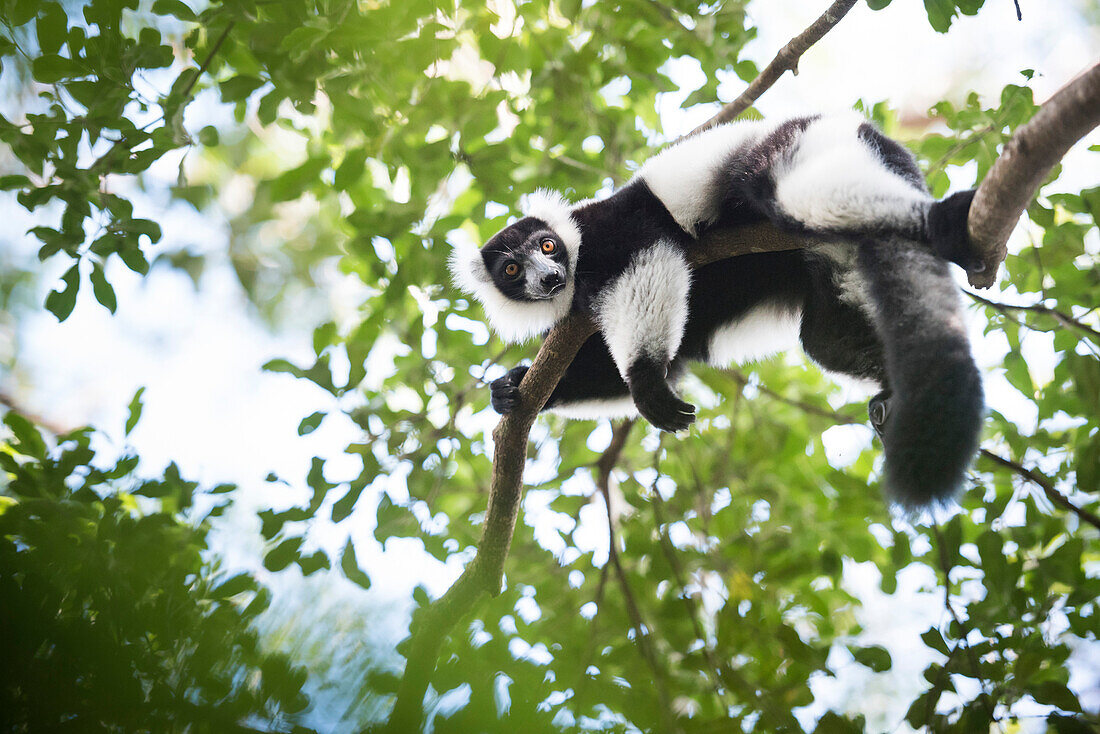 Black and white ruffed lemur (Varecia variegata), endemic to Madagascar, seen on Lemur Island, Andasibe National Park, Madagascar, Africa