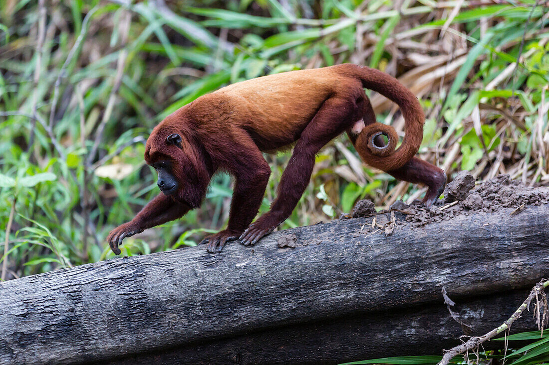 Adult red howler monkey (Alouatta seniculus), San Miguel Cao, Loreto, Peru, South America