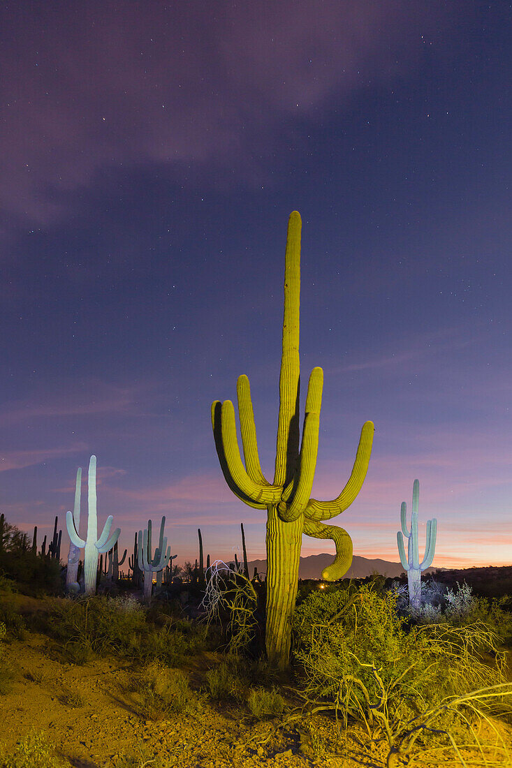 Giant saguaro cactus (Carnegiea gigantea) at night in the Sweetwater Preserve, Tucson, Arizona, United States of America, North America